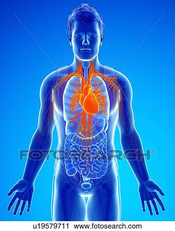 Human heart, illustration View Large Photo Image Stock Image - Human heart, illustration. Fotosearch