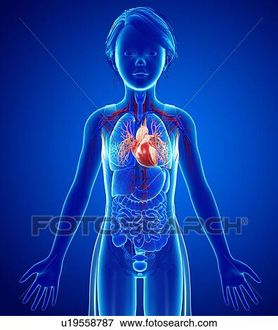 Stock Photo - Human heart, illustration. Fotosearch