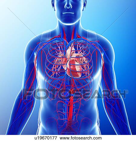 Stock Photo - Human heart, illustration. Fotosearch