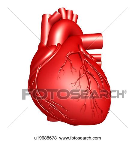 Human heart, illustration View Large Photo Image Stock Photo - Human heart, illustration. Fotosearch