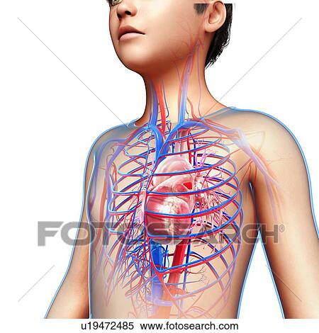 Stock Photography - Human heart, illustration. Fotosearch
