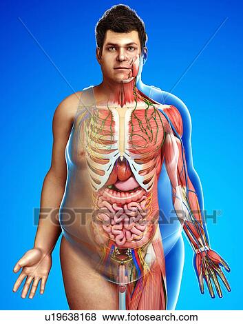 Stock Photo - Human internal anatomy, illustration. Fotosearch
