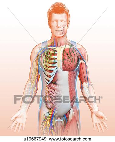 Stock Photo - Human internal anatomy, illustration. Fotosearch