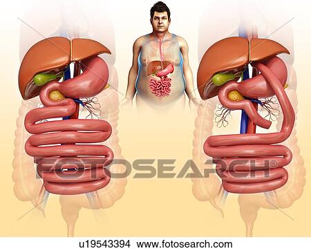 Human internal organs, illustration View Large Photo Image Picture - Human internal organs, illustration. Fotosearch