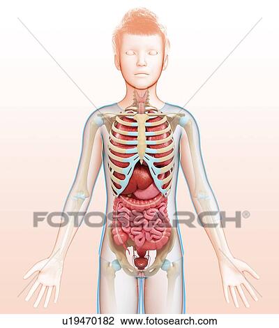 Stock Image - Human internal organs, illustration. Fotosearch