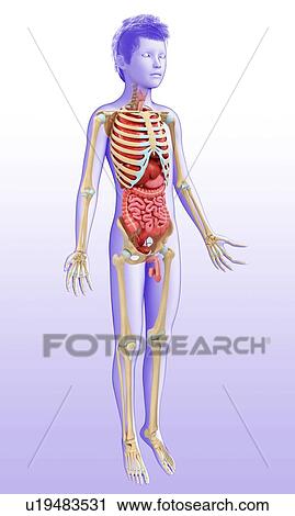 Human internal organs, illustration View Large Photo Image Stock Image - Human internal organs, illustration. Fotosearch