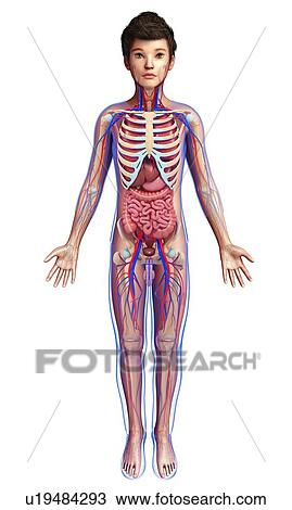 Stock Image - Human internal organs, illustration. Fotosearch