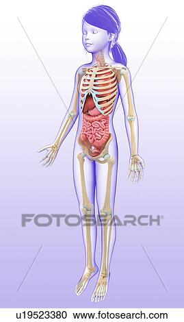 Stock Image - Human internal organs, illustration. Fotosearch