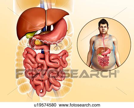 Human internal organs, illustration View Large Photo Image Stock Image - Human internal organs, illustration. Fotosearch
