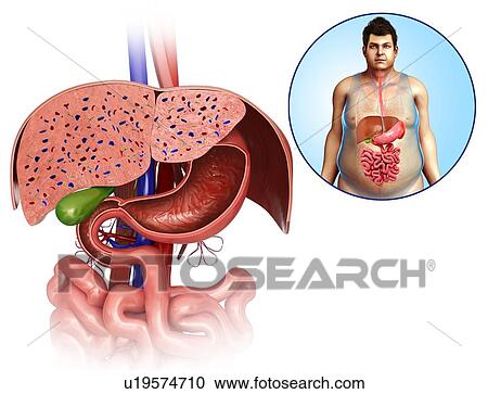 Human internal organs, illustration View Large Photo Image Stock Image - Human internal organs, illustration. Fotosearch