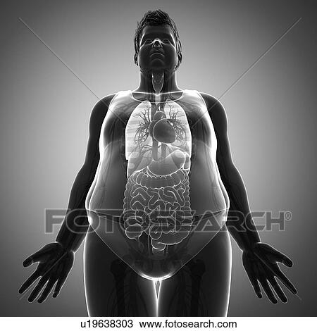 Human internal organs, illustration View Large Photo Image Stock Image - Human internal organs, illustration. Fotosearch