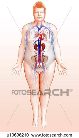 Human internal organs, illustration View Large Photo Image Stock Image - Human internal organs, illustration. Fotosearch