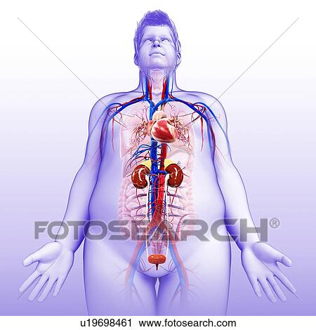 Stock Image - Human internal organs, illustration. Fotosearch