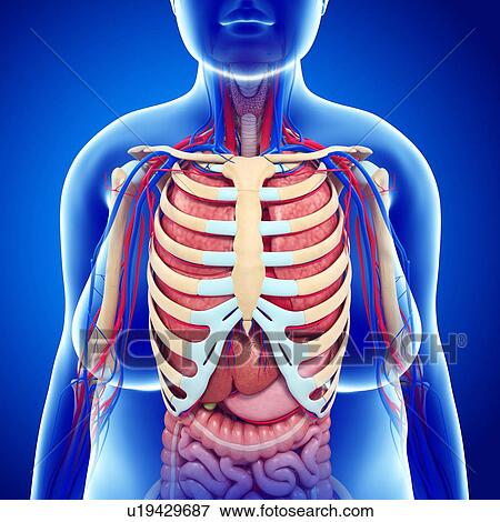 Stock Photo - Human internal organs, illustration. Fotosearch