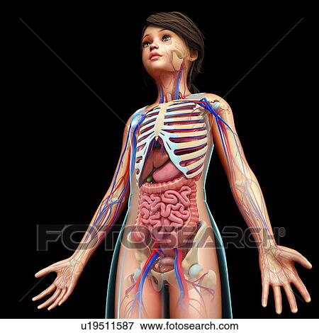 Stock Photo - Human internal organs, illustration. Fotosearch