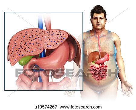 Human internal organs, illustration View Large Photo Image Stock Photo - Human internal organs, illustration. Fotosearch