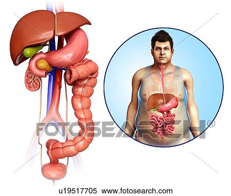 Human internal organs, illustration View Large Photo Image Stock Photography - Human internal organs, illustration. Fotosearch