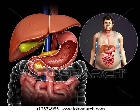 Human internal organs, illustration View Large Photo Image Stock Photography - Human internal organs, illustration. Fotosearch