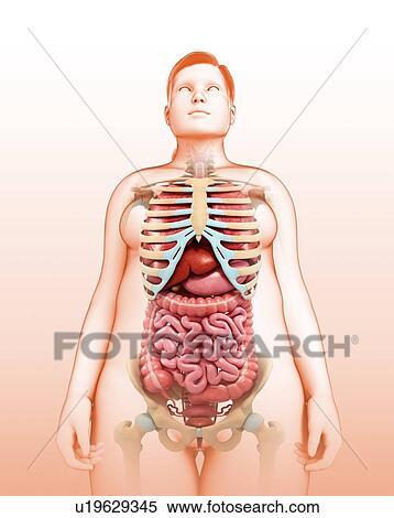 Human internal organs, illustration View Large Photo Image Stock Photography - Human internal organs, illustration. Fotosearch