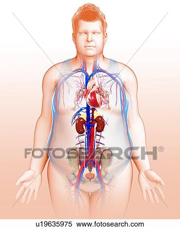 Human internal organs, illustration View Large Photo Image Stock Photography - Human internal organs, illustration. Fotosearch