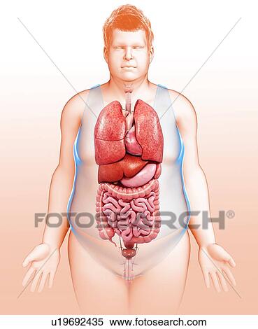 Human internal organs, illustration View Large Photo Image Stock Photography - Human internal organs, illustration. Fotosearch