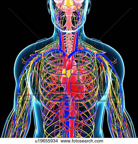 Picture - Human internal systems, illustration. Fotosearch