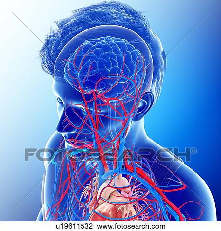 Stock Image - Human internal systems, illustration. Fotosearch