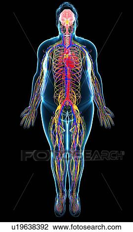 Stock Image - Human internal systems, illustration. Fotosearch