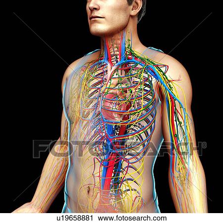 Stock Image - Human internal systems, illustration. Fotosearch