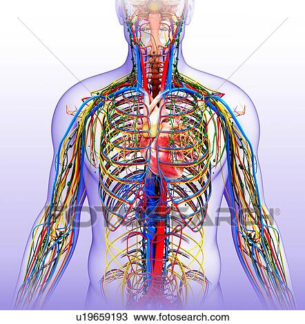 Human internal systems, illustration View Large Photo Image Stock Image - Human internal systems, illustration. Fotosearch