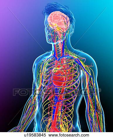 Stock Photography - Human internal systems, illustration. Fotosearch