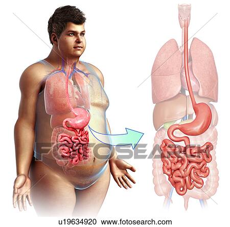 Human intestine and stomach, illustration View Large Photo Image Stock Image - Human intestine and stomach, illustration. Fotosearch