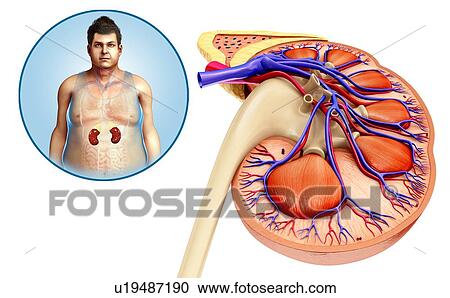 Human kidney anatomy, illustration View Large Photo Image Stock Image - Human kidney anatomy, illustration. Fotosearch