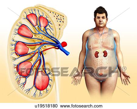 Stock Image - Human kidney anatomy, illustration. Fotosearch