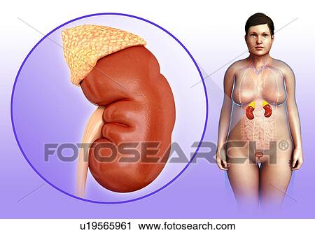 Human kidney anatomy, illustration View Large Photo Image Stock Image - Human kidney anatomy, illustration. Fotosearch