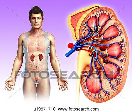 Human kidney anatomy, illustration View Large Photo Image Stock Image - Human kidney anatomy, illustration. Fotosearch