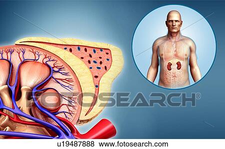 Human kidney anatomy, illustration View Large Photo Image Stock Photo - Human kidney anatomy, illustration. Fotosearch
