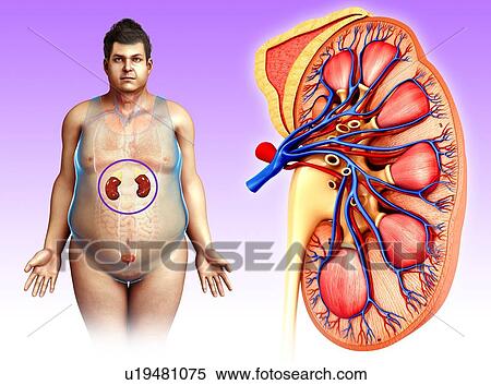 Stock Photography - Human kidney anatomy, illustration. Fotosearch