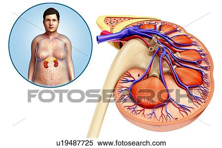 Human kidney anatomy, illustration View Large Photo Image Stock Photography - Human kidney anatomy, illustration. Fotosearch