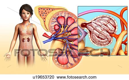 Human kidney, illustration View Large Photo Image Stock Image - Human kidney, illustration. Fotosearch