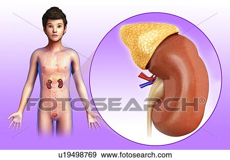 Stock Photo - Human kidney, illustration. Fotosearch