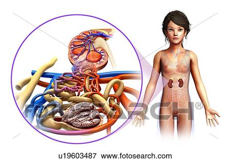 Stock Photo - Human kidney, illustration. Fotosearch