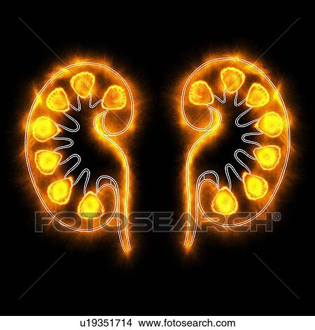 Picture - Human kidneys, illustration. Fotosearch