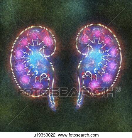 Human kidneys, illustration View Large Photo Image Stock Image - Human kidneys, illustration. Fotosearch