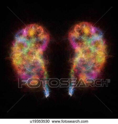 Human kidneys, illustration View Large Photo Image Stock Image - Human kidneys, illustration. Fotosearch
