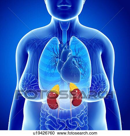 Stock Image - Human kidneys, illustration. Fotosearch