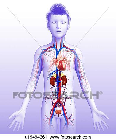 Human kidneys, illustration View Large Photo Image Stock Image - Human kidneys, illustration. Fotosearch