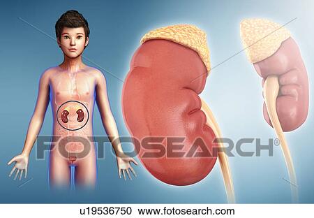 Stock Image - Human kidneys, illustration. Fotosearch