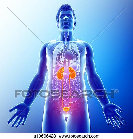 Stock Image - Human kidneys, illustration. Fotosearch
