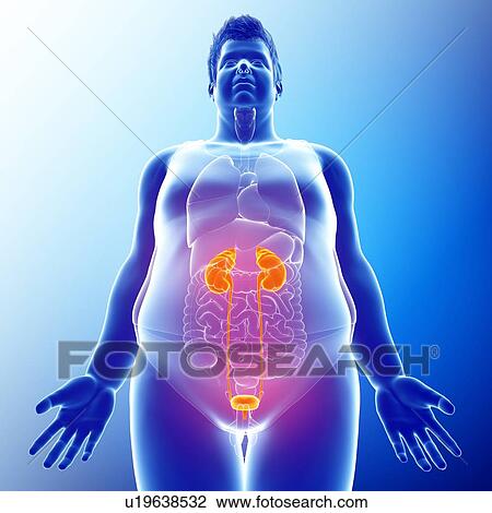 Stock Image - Human kidneys, illustration. Fotosearch